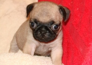 Fawn & Black Pug Puppies