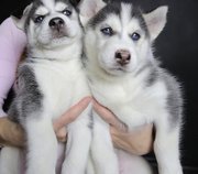 Beautiful Siberian Husky Puppies