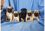 Fawn & Black Pug Puppies Ready